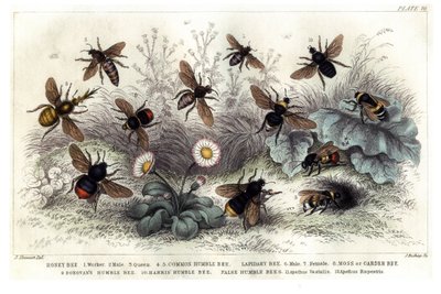 Study of different bees, engraved J. Bishop by J. Stewart